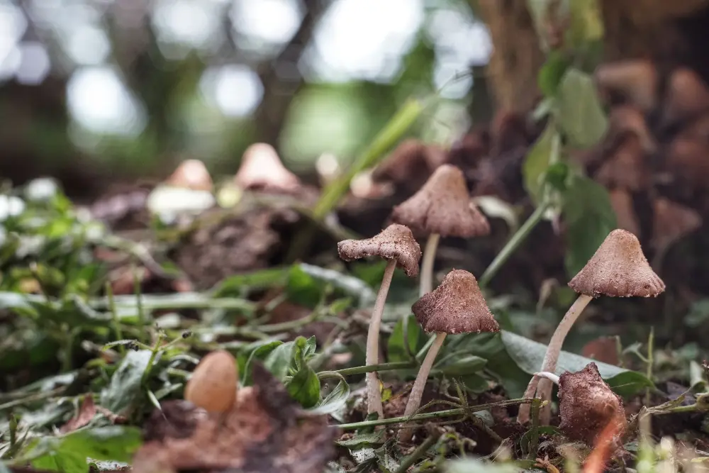 Close up mushrooms growing field